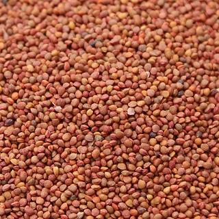 野生楮实子褚实子楮实籽