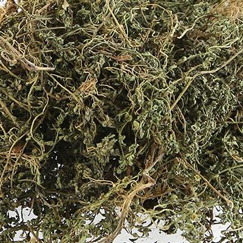 新鲜野生鹅不食草干草