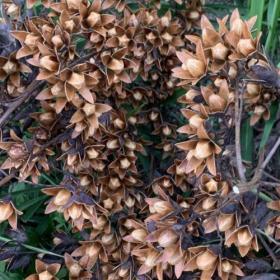 野生香椿子香椿果椿树子