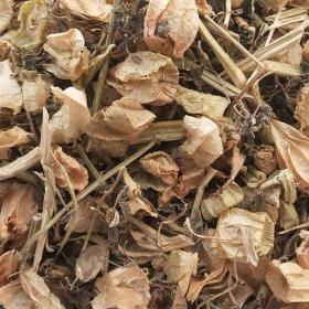 野生灯笼草酸浆草天泡草