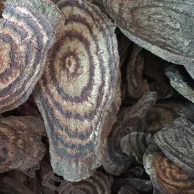 黑血藤黑骨藤黑风藤