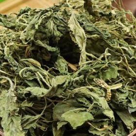 野生苦地丁紫花地丁草