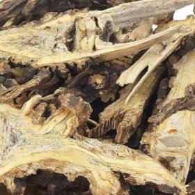 野生香藁臭蒿香蒿苦蒿