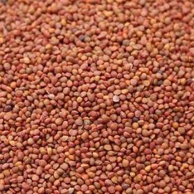 野生楮实子褚实子楮实籽