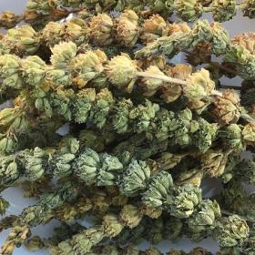 荆芥香荆芥荆芥穗