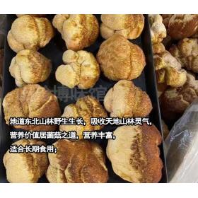 猴头菌干货东北野生猴头菇