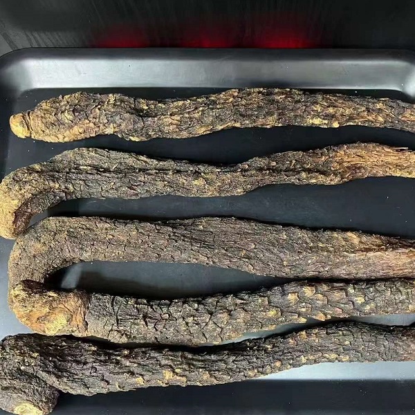 阿拉善秋肉苁蓉油肉苁蓉