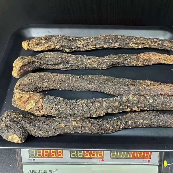 阿拉善秋肉苁蓉油肉苁蓉