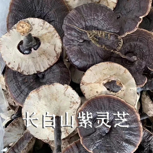 长白山野生紫灵芝500g