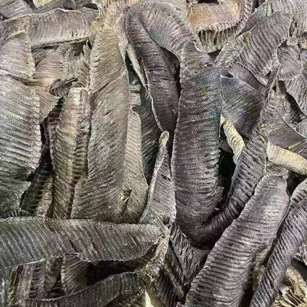 膨鱼腮清水特大黑腮