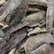 膨鱼腮清水特大黑腮