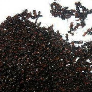长白山红蚂蚁干补肾抗疲劳大个红蚂蚁
