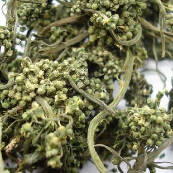 长白山人参花补气改善记忆六年人参花