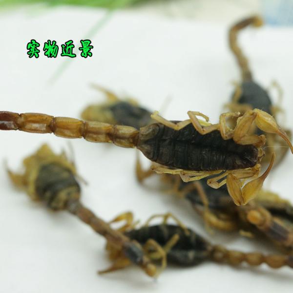 全蝎子十足全蝎整只全蝎