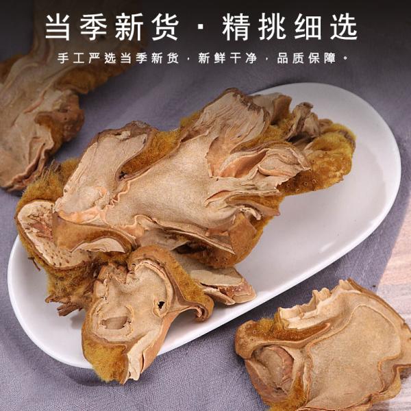 金毛狗脊生苟脊金毛狗脊蕨