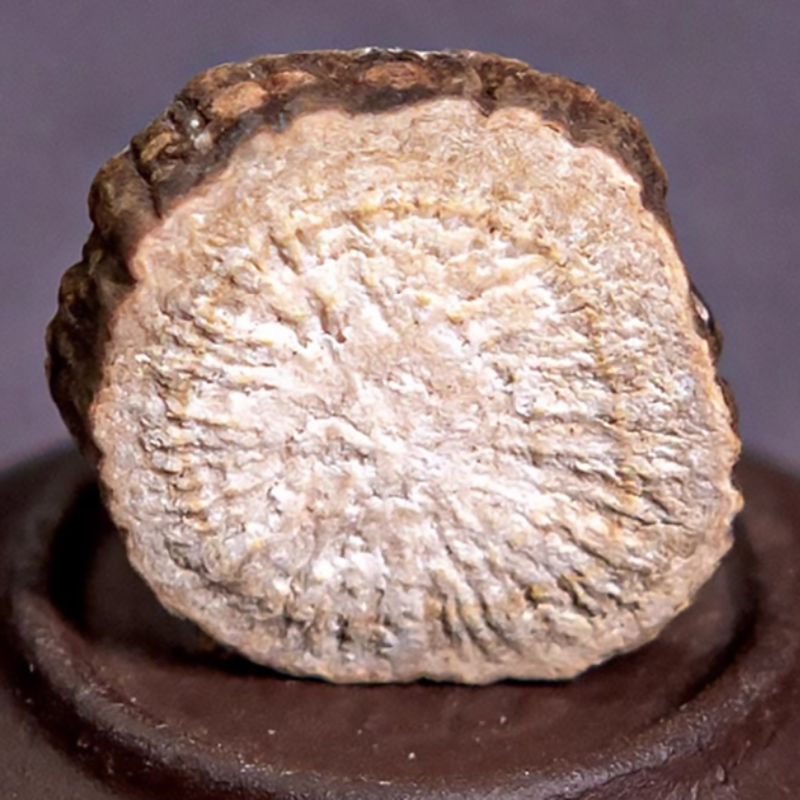 内蒙野生赤芍药赤芍片京赤芍根赤芍粉勺药