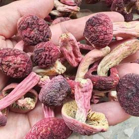 野生正红菇钦州浦北红菇