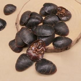 大土元地鳖野生土鳖虫