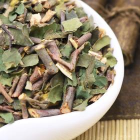 野生桑寄生广西深山广寄生