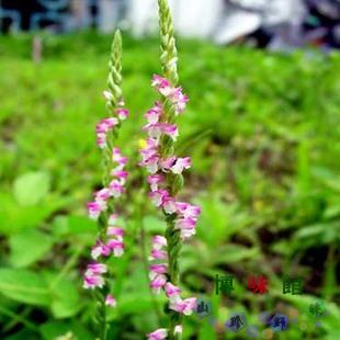 苗家盘龙参干野生盘龙参