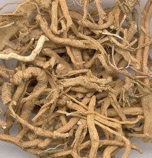 精选远志正宗山西筒远志