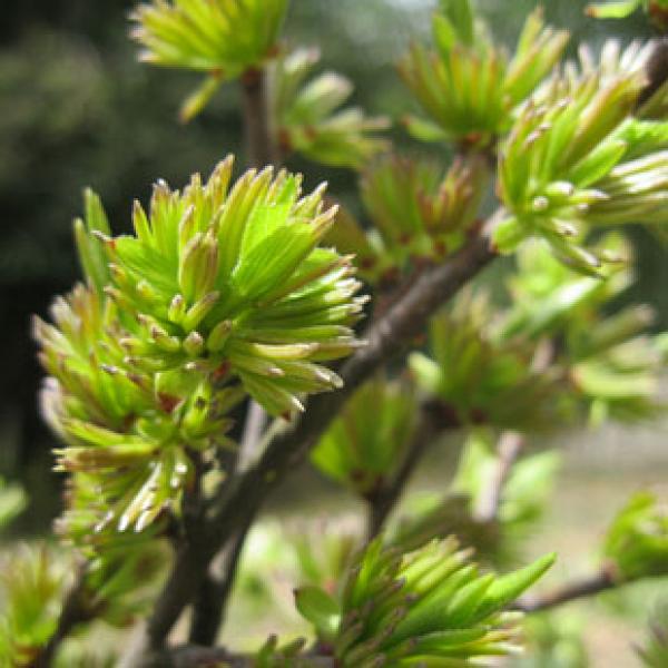 杜仲雄花茶野生杜仲雄花