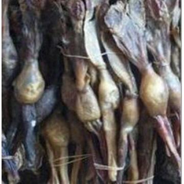 精选超大狗肾干狼狗鞭干