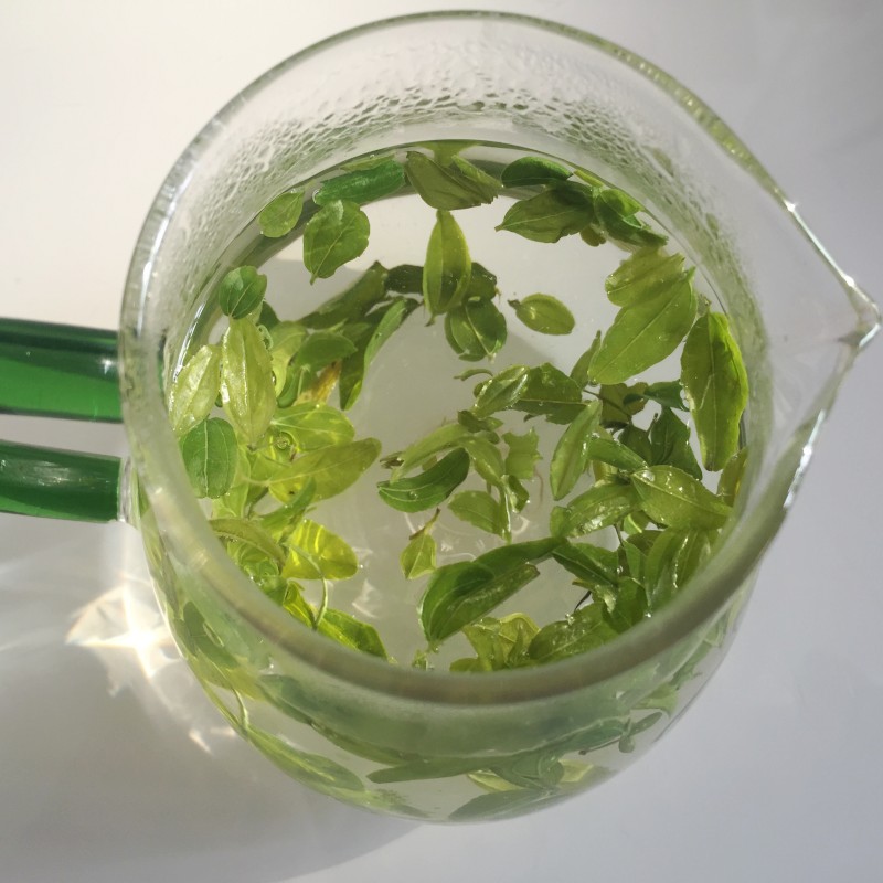 山东酸枣芽茶叶精选酸枣芽茶