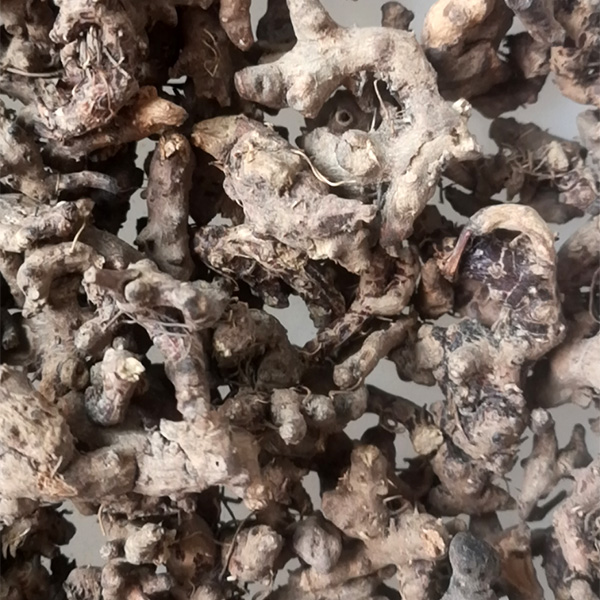纯仙灵脾根野生仙灵脾根
