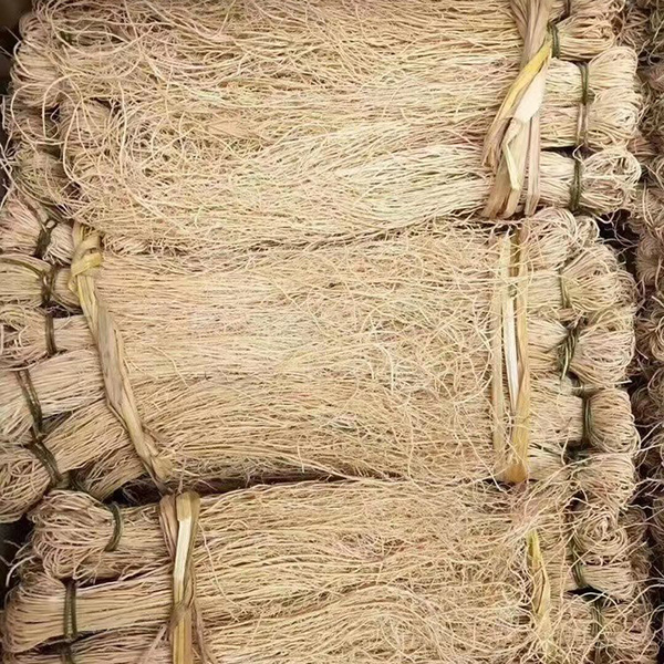 养肝草龙须草野生龙须草