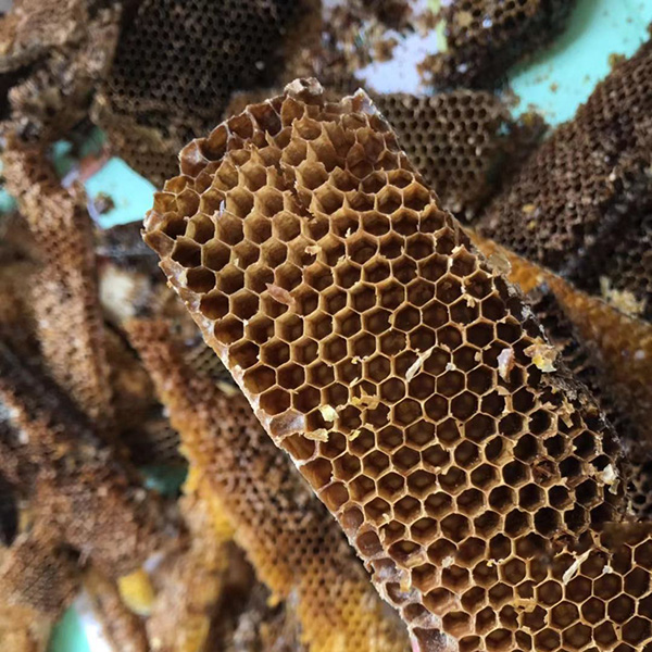 巢蜜野蜂巢老脾蜂窝老蜂巢