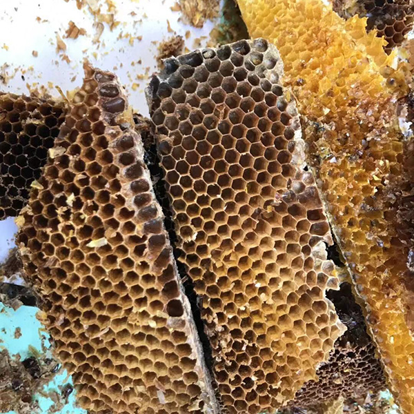 巢蜜野蜂巢老脾蜂窝老蜂巢