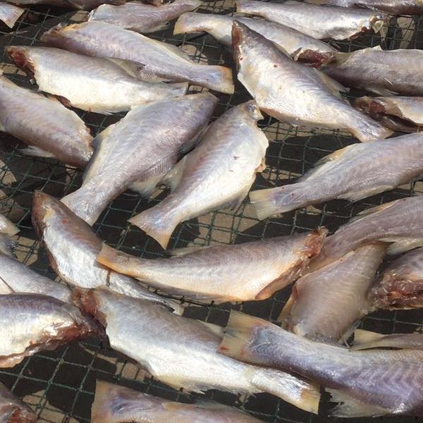 福建午鱼干风干午仔鱼干
