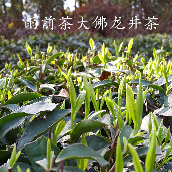 大佛龙井雨前茶大佛龙井