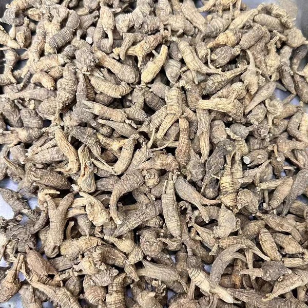 精选野生花旗参黑皮西洋参