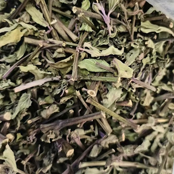 云南野生猫须草新鲜干草