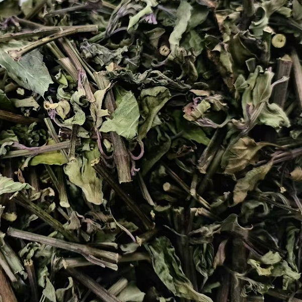 云南野生猫须草新鲜干草