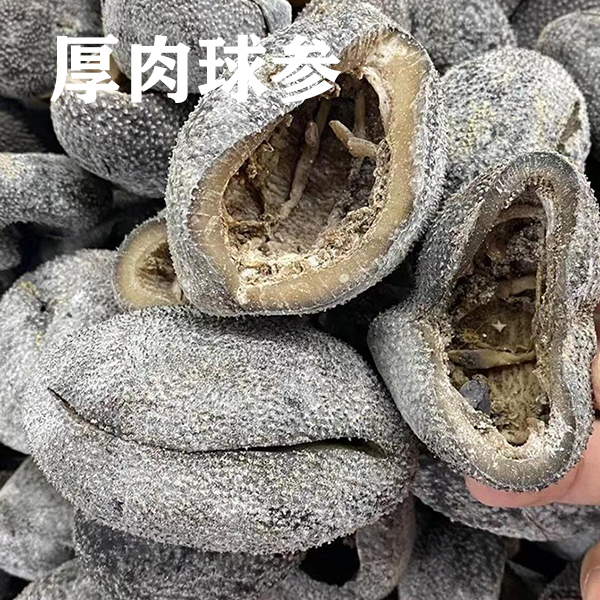球参淡干乌元海参乌元参