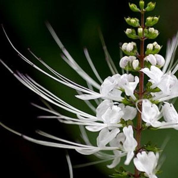 猫须草茶云南西双版纳高山野生猫须草