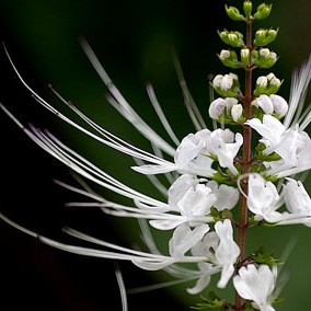 猫须草茶云南西双版纳高山野生猫须草